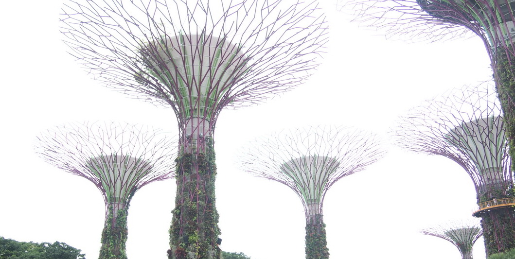 Supertree Grove ที่ Garden by the Bay