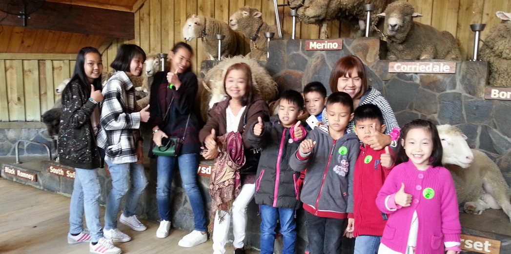 โชว์ตัดขนแกะที่โด่งดังประจำเมือง Rotorua