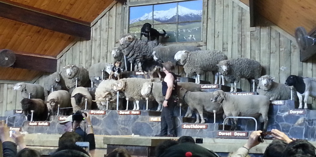 Sheep Show at Agrodome -Rotorua